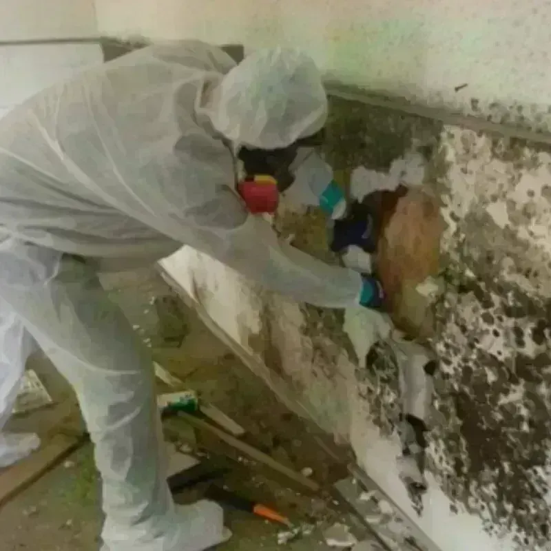 Mold Remediation and Removal in Pickens, SC